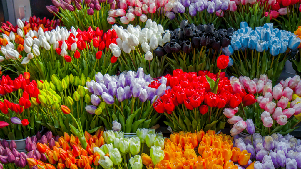 tulipani u amsterdamu